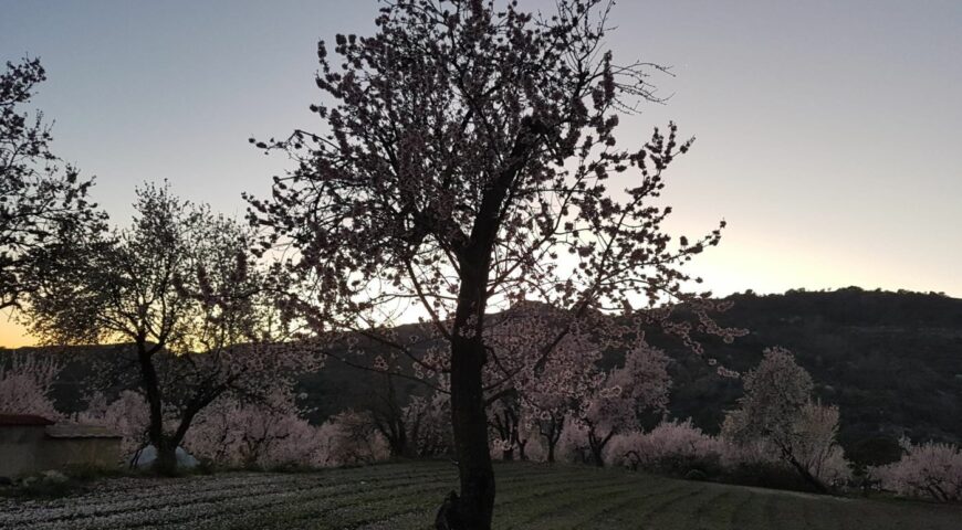 Blossom Las Alpujarras