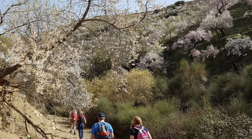 Walking In Blossom Sierra Nevada