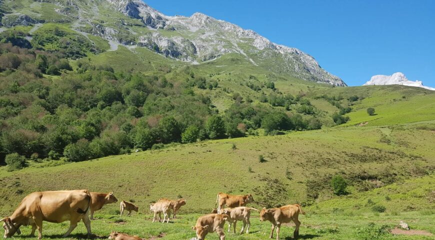 Cows Picos De Europa